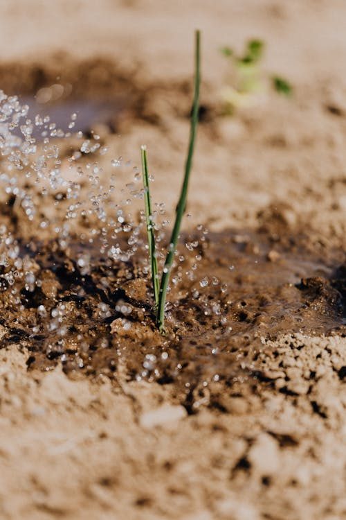 Un giovane germoglio in un suolo asciutto raccoglie le gocce dell’acqua di irrigazione